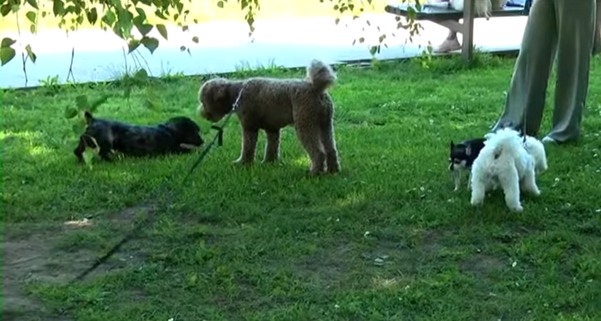 DODATNA LJUBAV – PAS KUĆNI LJUBIMAC