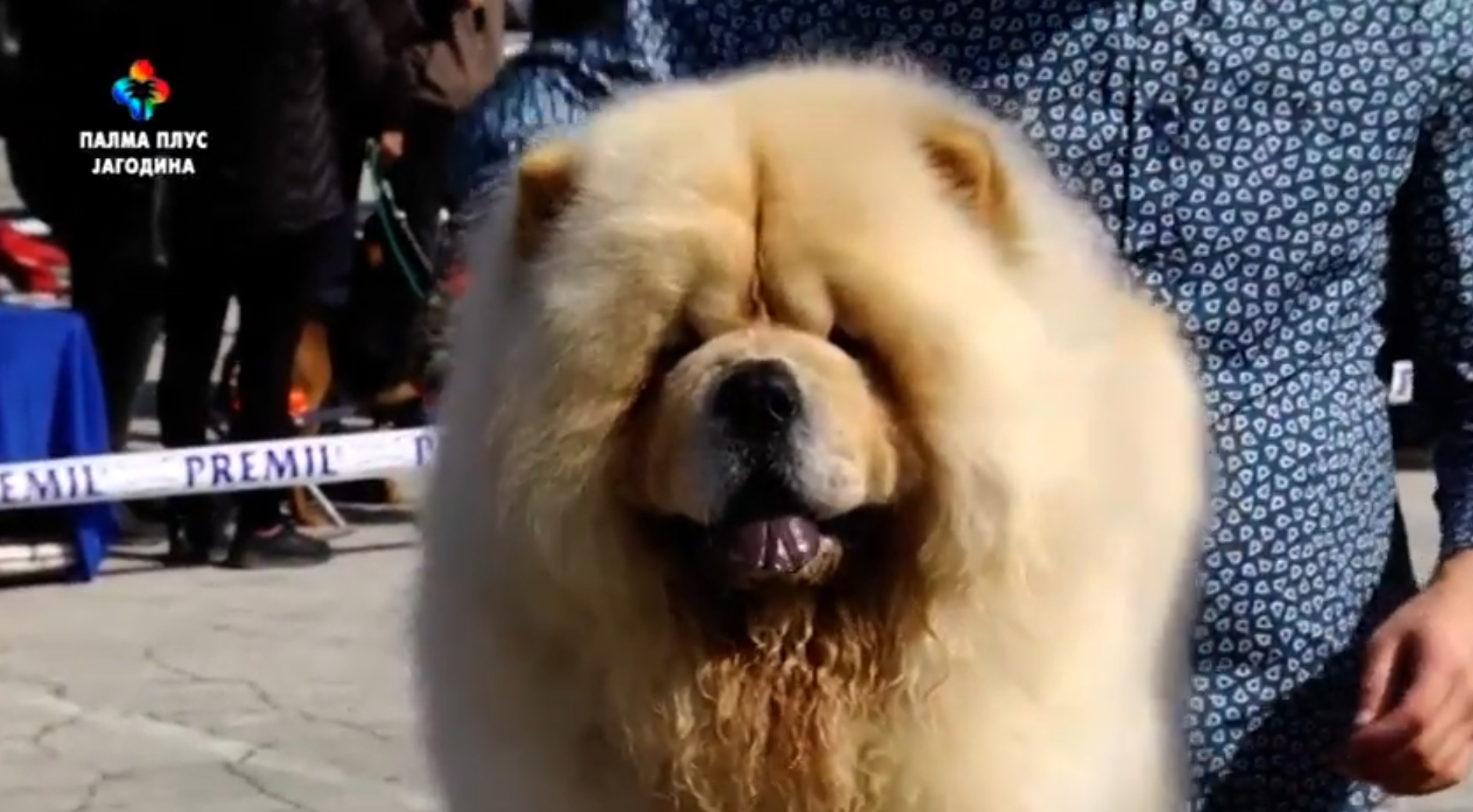 DODATNA LJUBAV – IZLOZBA PASA JAGODINA pas