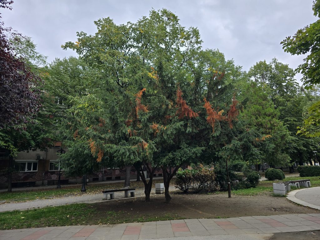 Drvo, Park, Jagodina 02