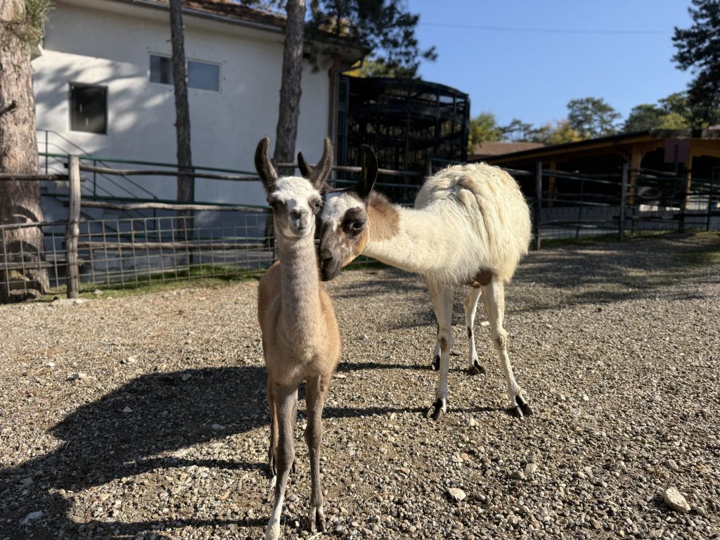 lame u jagodinskom zoo vrtu