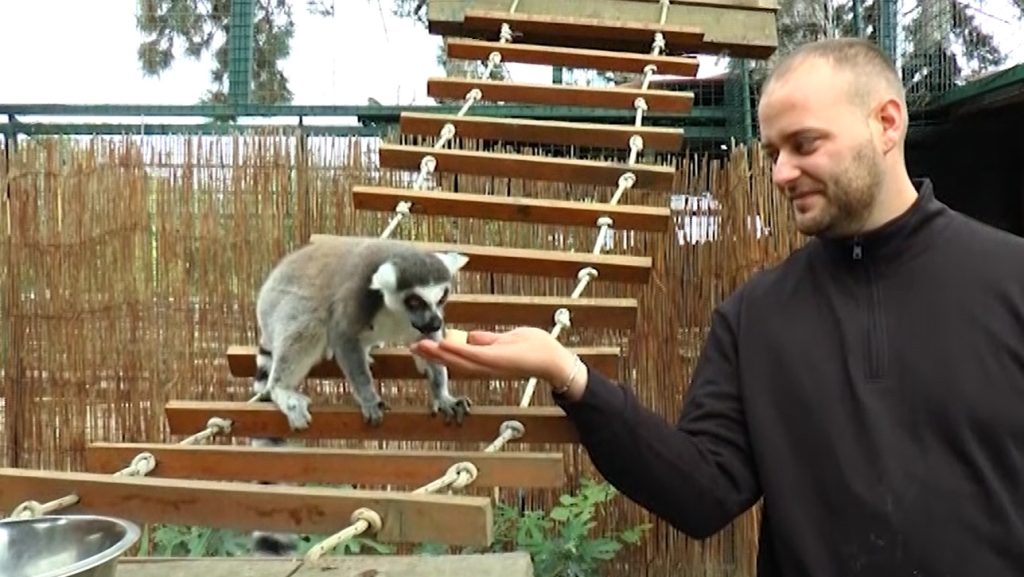 Jagodina,Marko Frijang hrani lemura