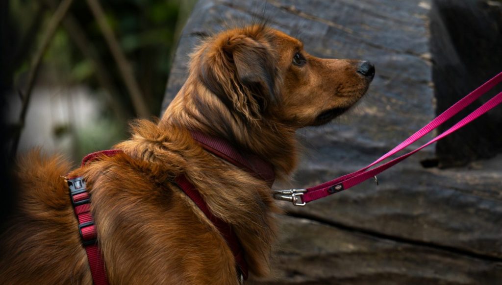 Retriver na uzici – Philipp Mika-unsplash