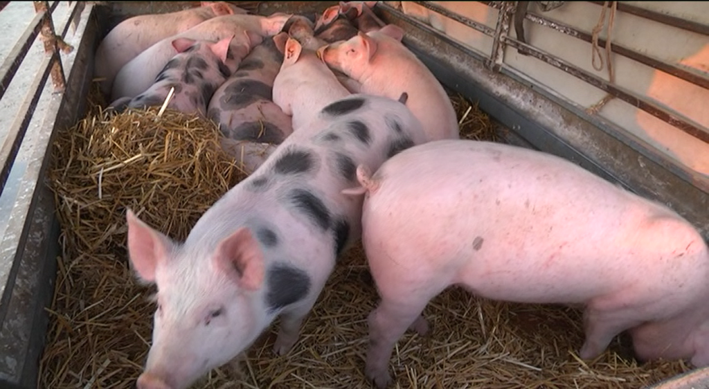 Stocna pijaca 2 .jpg