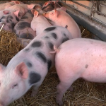 Stocna pijaca 2 .jpg