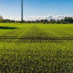 Zeleno polje, biljke