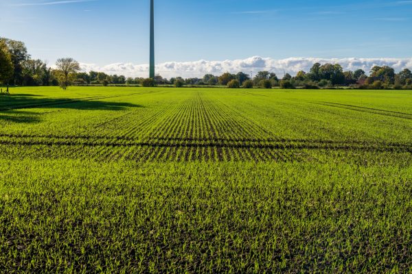 Zeleno polje, biljke