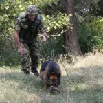 vojska srbije, srpska vojska, službeni pas, obuka, psi – 26 avg 2024 – TANJUG MINISTARSTVO ODBRANE I VOJSKE SRBIJE-66cc9bc6848e2_944px