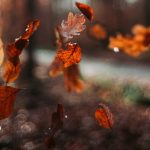 Lišće, vreme, jese, vetar, kiša, sunce – Oliver Hihn on Unsplash – 1950×1200