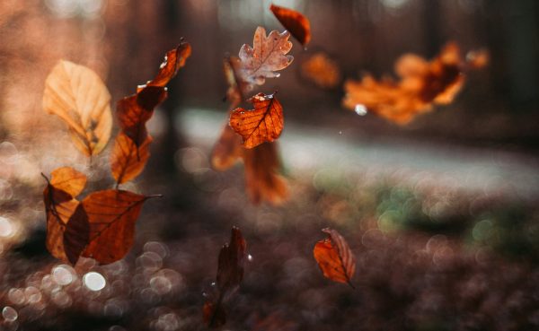 Lišće, vreme, jese, vetar, kiša, sunce – Oliver Hihn on Unsplash – 1950×1200