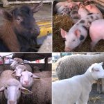 Stočna pijaca Jagodina