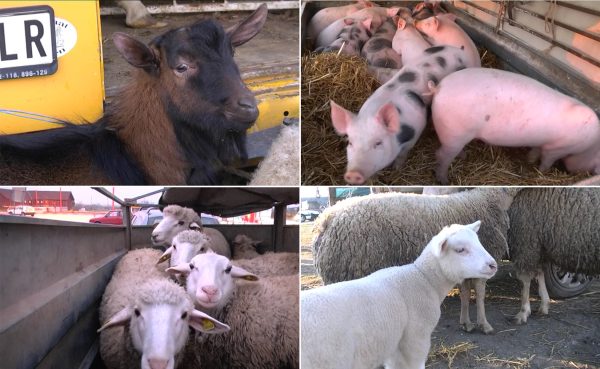 Stočna pijaca Jagodina