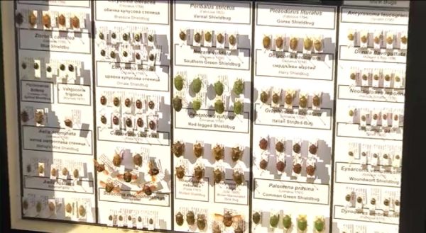 DODATNA LJUBAV – INSEKTI IZLOZBA 11.1.2026.mp4_snapshot_28.15.520