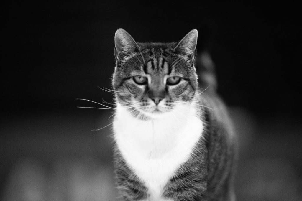 Macka-Ljubica – printscreen-X-@ljubicathecat