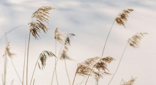 Oblačno, razvedravanje, hladno, zima, vremenska prognoza – Pavel Danilyuk on pexels.com – 1950×1200