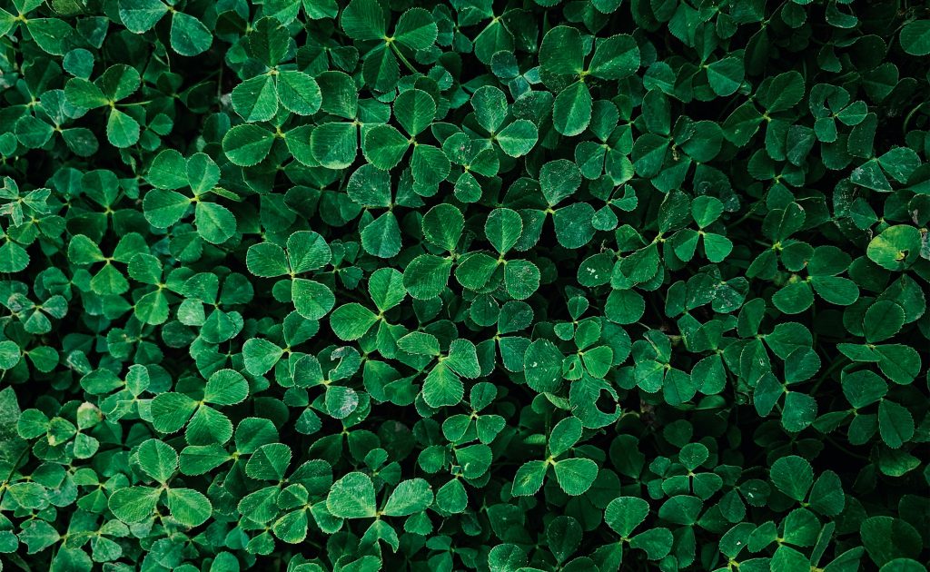 Detelina – Eugene Golovesov on Unsplash – 1950×1200