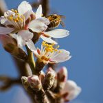 Pčela na grani, vremenska prognoza, proleće, sunčano, mart, vedro – Nikolett Emmert on Unsplash – 1950×1200