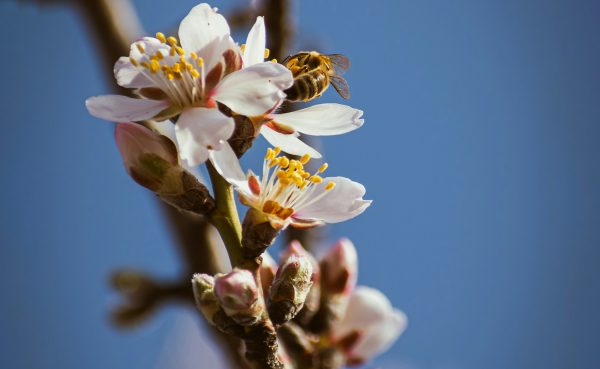 Pčela na grani, vremenska prognoza, proleće, sunčano, mart, vedro – Nikolett Emmert on Unsplash – 1950×1200