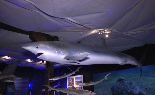 Prirodnjački muzej – TV Palma Plus – 1950×1200 (3)