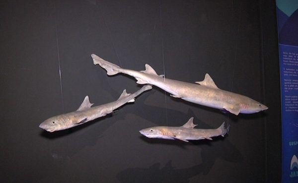 Prirodnjački muzej – TV Palma Plus – 1950×1200 (4)