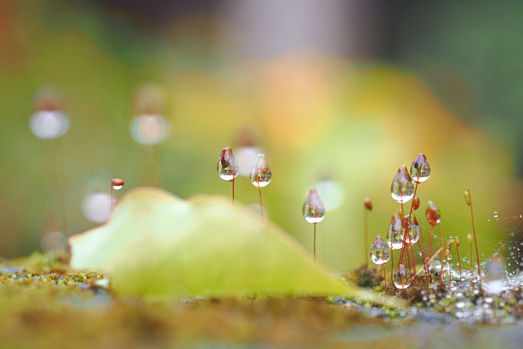 Slaba kiša, vremenska prognoza – Truong Tuyet Ly on Unsplash