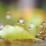 Slaba kiša, vremenska prognoza – Truong Tuyet Ly on Unsplash