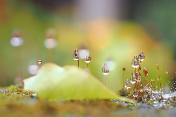 Slaba kiša, vremenska prognoza – Truong Tuyet Ly on Unsplash