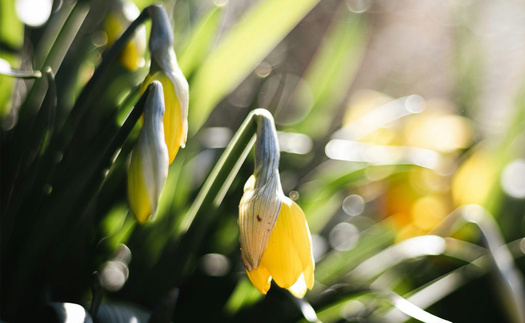 Visibabe, sunčano, vremenska prognoza, hladno, sveže – Aedrian Salazar on Unsplash – 1950×1200