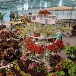 FOTO UIKS, cveće iz plastenika Vaspitno-popravnog doma u Kruševcu