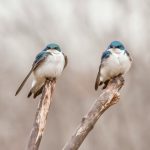 dulcey-lima-P7fVUSY-5ws-unsplash