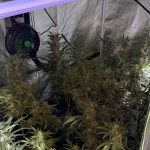 MARIHUANA