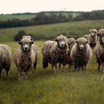 ariana-prestes-24bzOuENxHc-unsplash