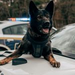 martin-podsiad-8GRNN4NnJdI-unsplash