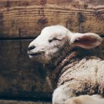 daniel-sandvik-IQBqIpa8VgI-unsplash