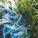 Mraz, poledica, trava, toplo-hladno, vremenska prognoza, zubato sunce – Tonia Kraakman on Unsplash